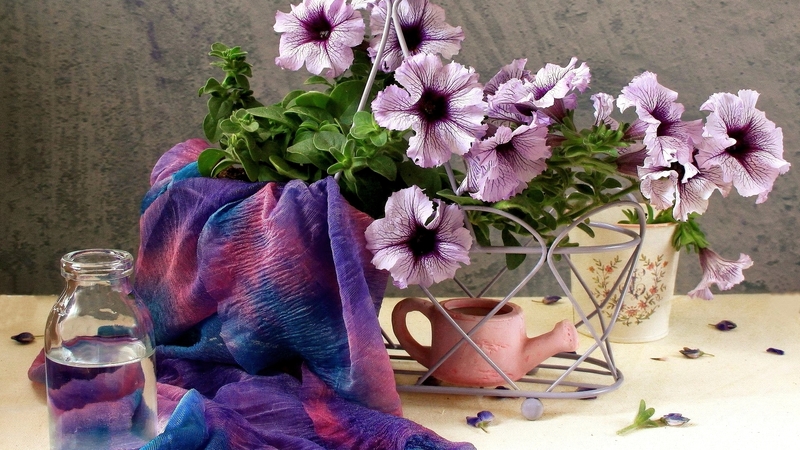 pretty, flowers, vase, still life