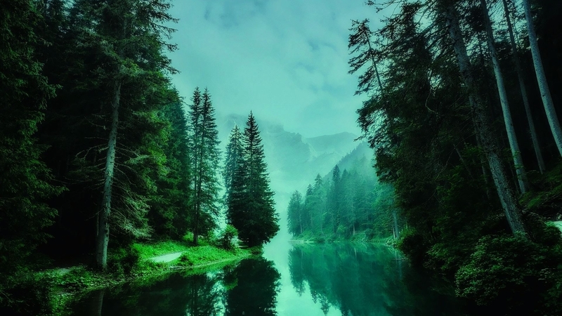 forest, nature, river, trees