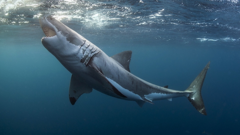 shark, water, ocean, great white shark, animal