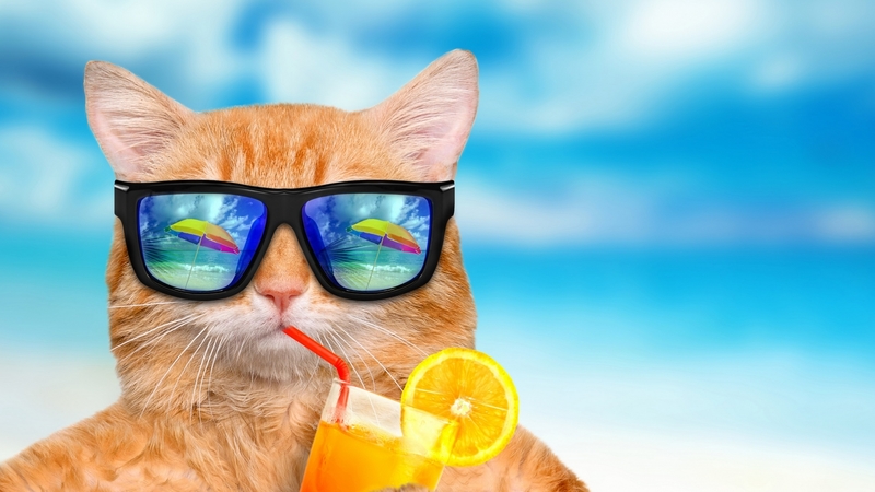 juice, dring, orange, ginger, cat, animal, sunglasses, fruit, vara, summer, funny, pisica