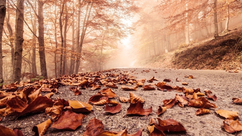 forest, autumn, leaves, road, fog