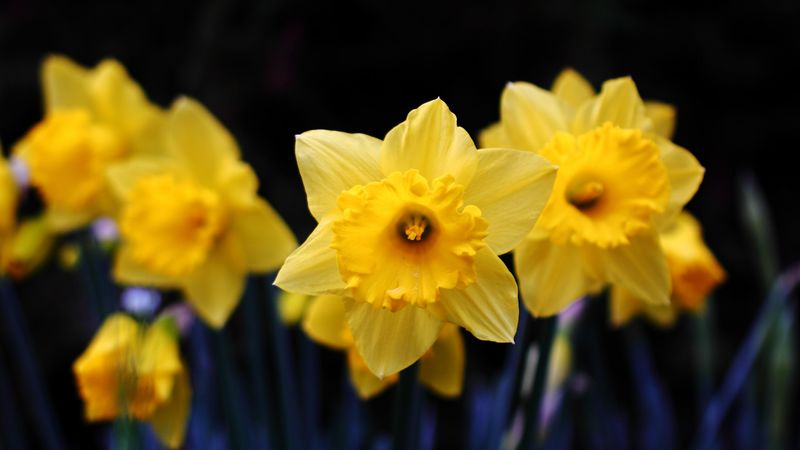 daffodil, flowering, yellow, 4k