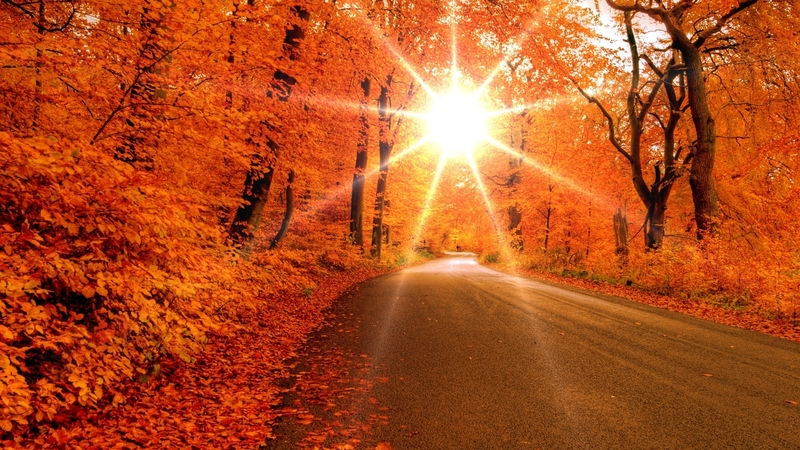 forest, autumn, leaves, sun, rays, nature, road, trees