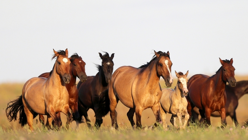 nature, horses, wild, animal