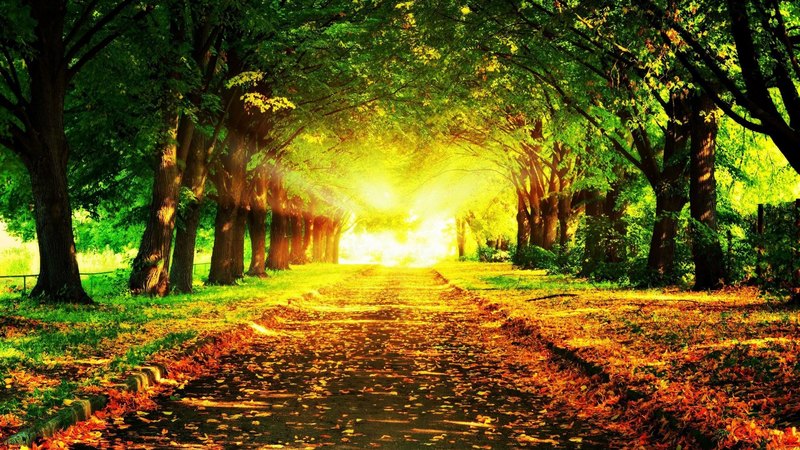 path, colors, leaves, trees