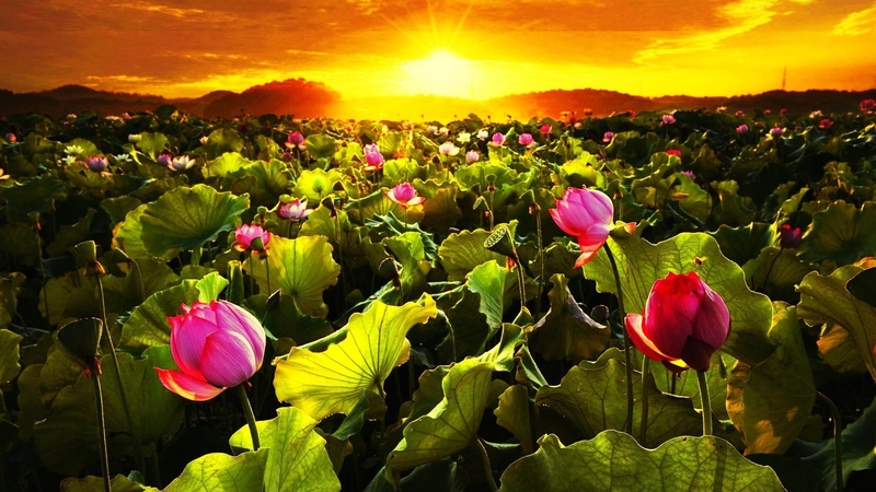 glow, sun, dazzling, golden, sunlight, nature, sunrise, morning, field, meadow