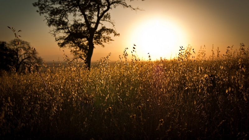 tree, grass, golden, nature, sunset, field