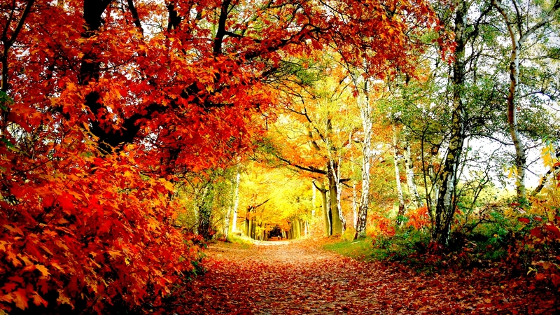 autumn, path, nature, park, tunnel