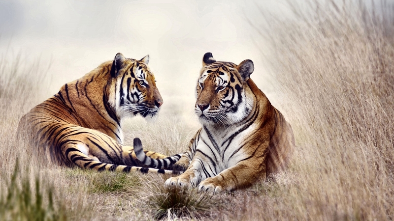 art, beautiful, tiger, cat, artwork, animal, feline, painting, wide screen, wildlife