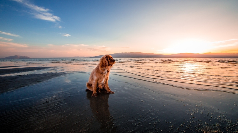 sky, sea, animal, dog