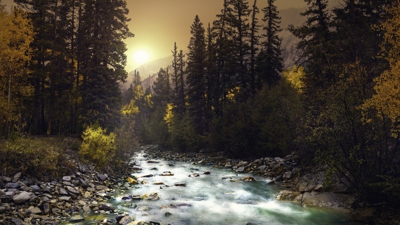 tree, nature, river, stream