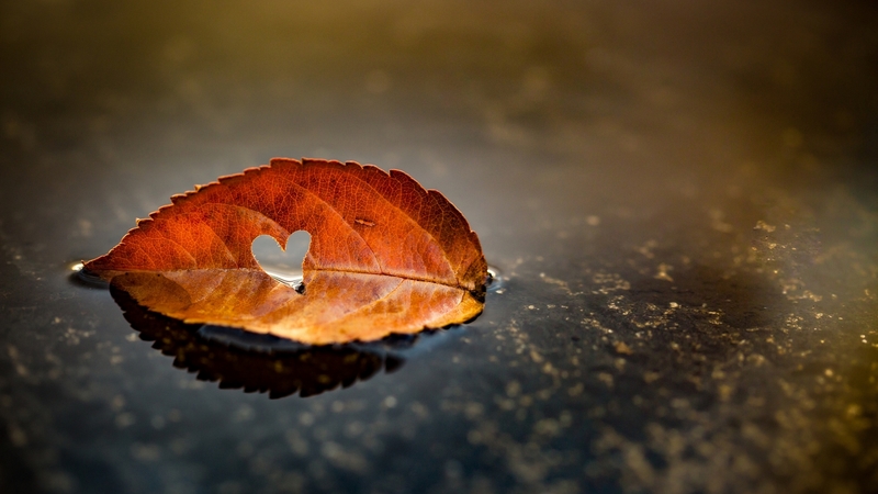 fall, autumn, water, love, heart