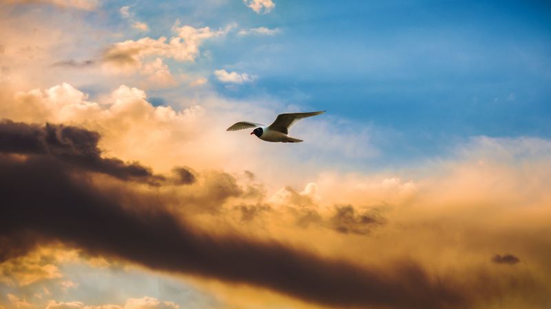 bird, flight, sky, clouds, 4k