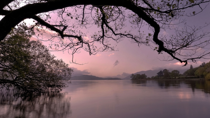 tree, nature, river, sunset, pink, lake
