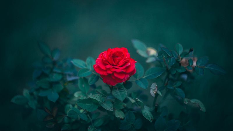 rose, bud, red, bush, blur, leaves, 4k