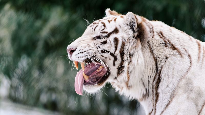 white tiger, grin, protruding tongue, predator, 4k
