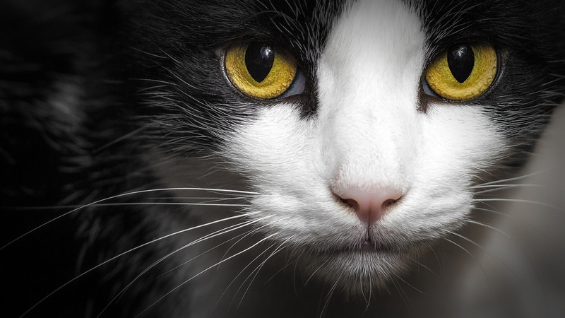 black, face, white, yellow eyes, cat, animal, pisica