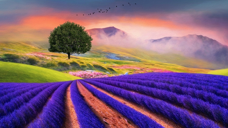tree, purple, green, flower, summer, lavander, field, landscape