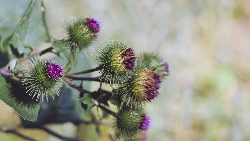 burdock, arctium, flowers, thorns, blur, 4k
