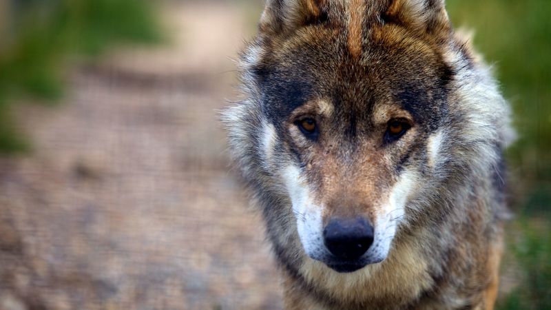 wolf, predator, dog, sadness, 4k