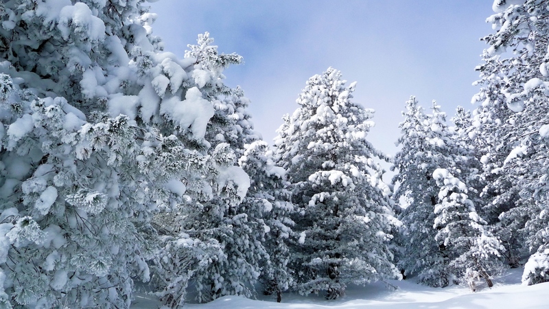 forest, amazing, snow, ice, nature, beautiful, winter, landscape