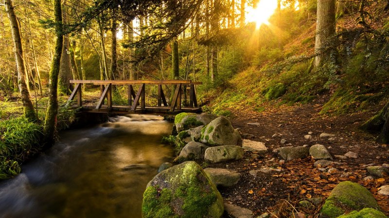 forest, glow, sun, lovely, footbridge, shine, beautiful, creek, trees, stones, rays, bridge, sunbeam, wooden