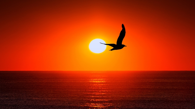2017, nature, bird, sunset