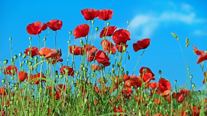 red, green, poppies, grass, flowers, meadow, nature