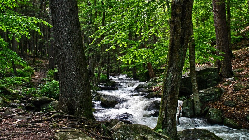stream, rocks, beautiful, small, calm, green, serene, peaceful, nature, forests