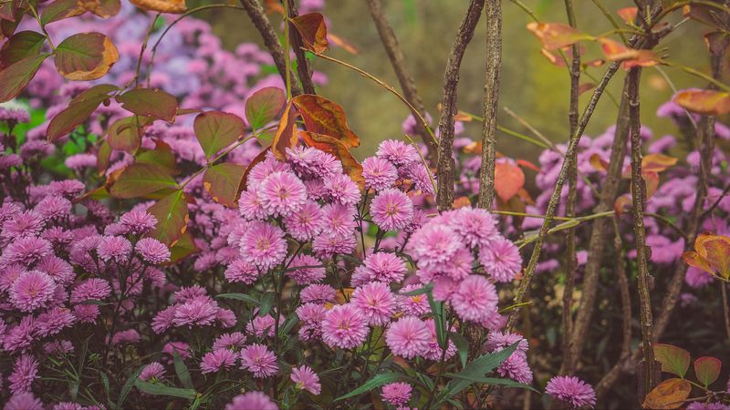 chrysanthemums, flowerbed, bloom, flowers, 4k