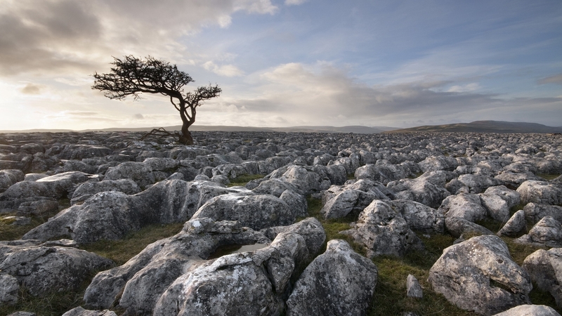 tree, stone, nature, clouds, sky, loner