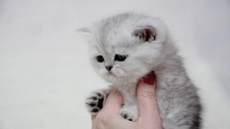 dedication, holds, support, sweet, cute, thank you, love, hand, care, kitten, friends