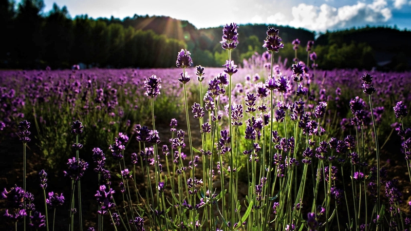lavender, field, sun, nature