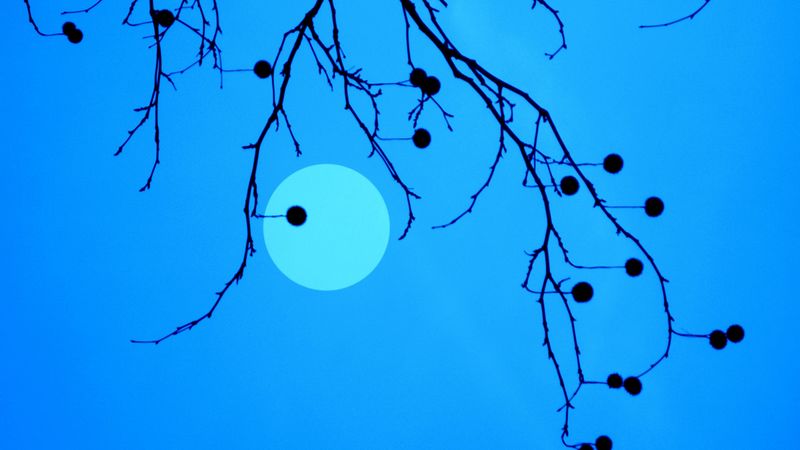 moon, branches, fruits, 4k