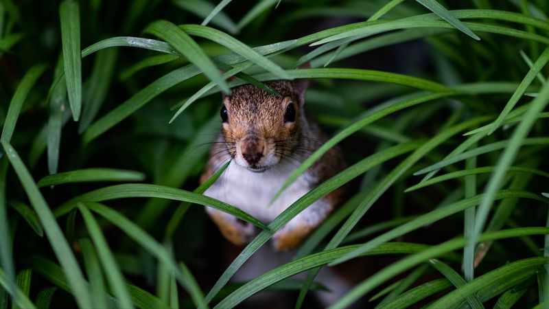 squirrel, look out, hide, grass, 4k