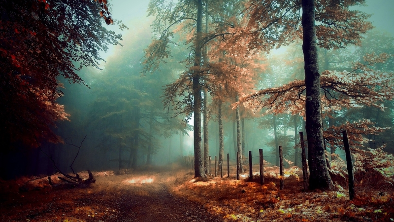 forest, fog, autumn, nature