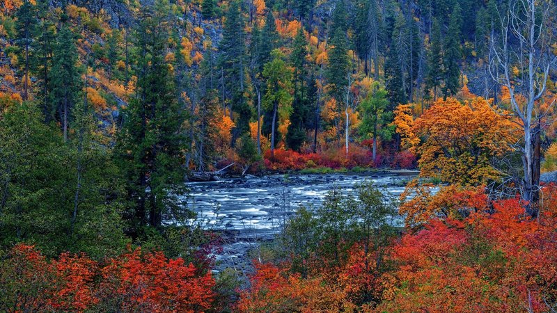 fall, forest, rocks, water, river, trees, autumn