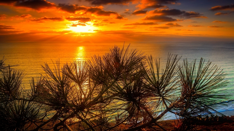 shore, glow, fiery, golden, sunset, sky, lake, sea, dazszling, river, reflection, branches