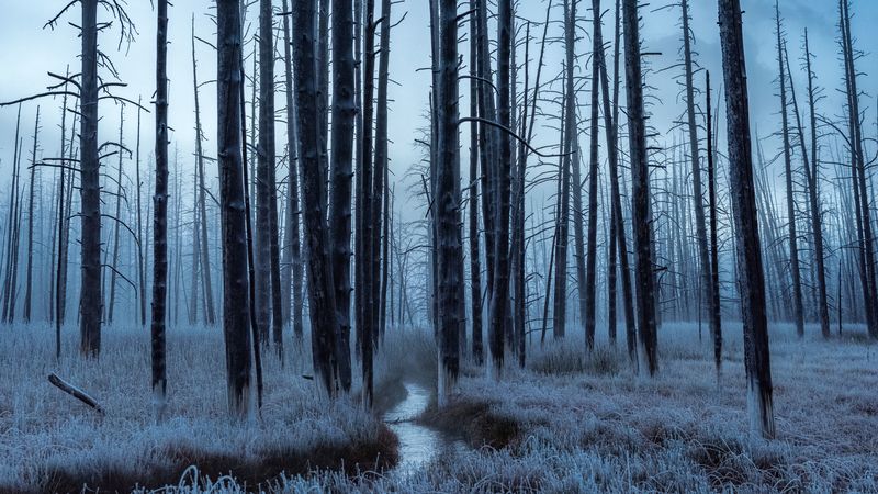 forest, trees, stream, hoarfrost, 4k