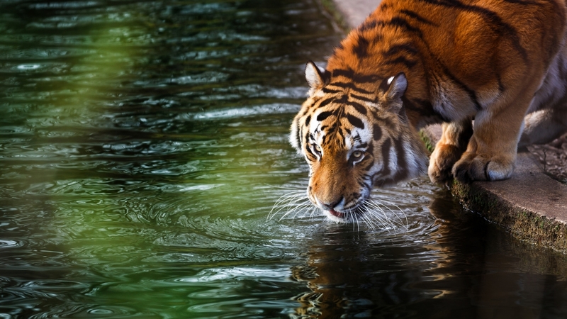 water, green, orange, tiger, animal