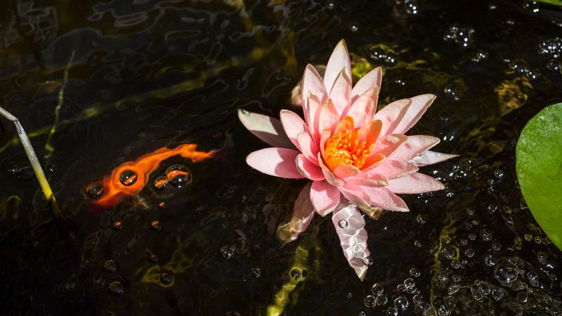 water lily, nymphaea, flowering, water, 4k