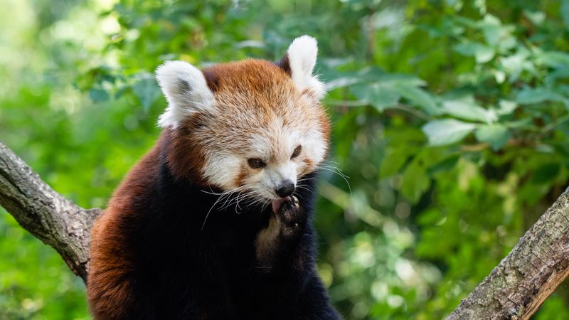fire panda, small panda, red panda, panda, lick, 4k