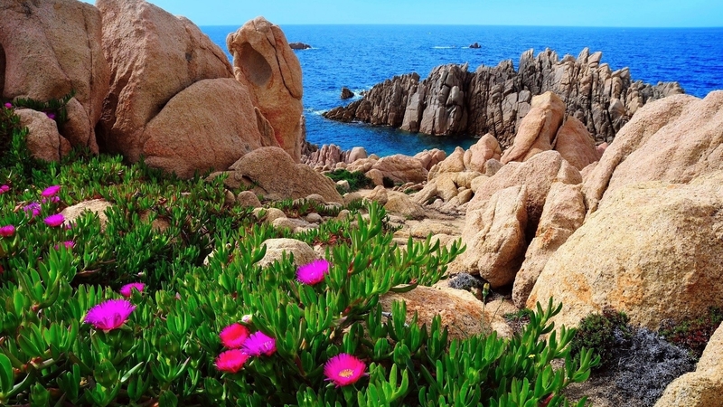 coast, sea, italy, oceans, flowers, rocks, sunshine, nature