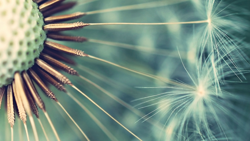 dandelion, macro, texture, white, blue