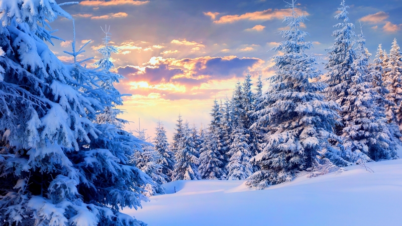 snow, season, clouds, sky, firs, landscape