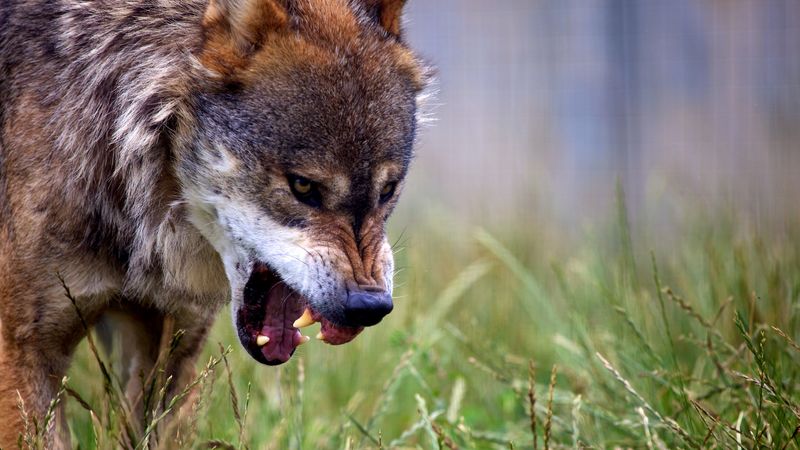 wolf, grin, predator, wildlife, 4k