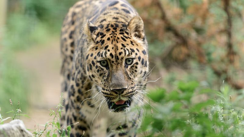 leopard, big cat, predator, walk, 4k