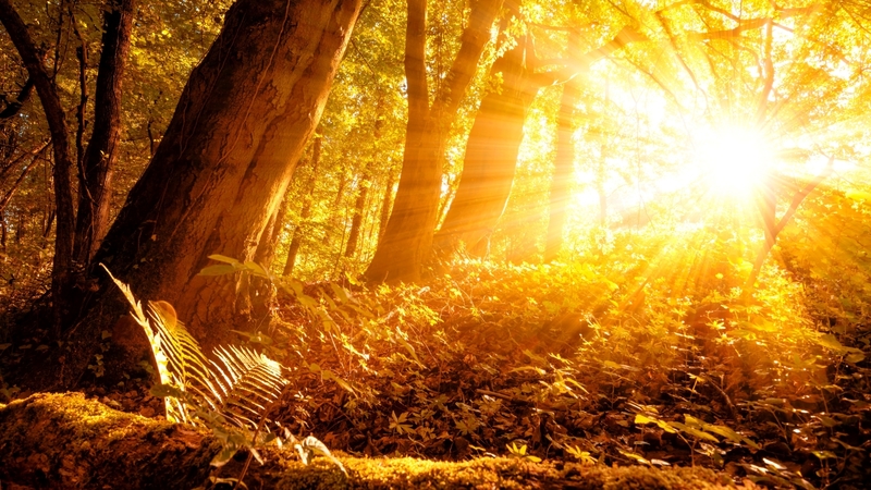 forests, sunlight, autumn, nature