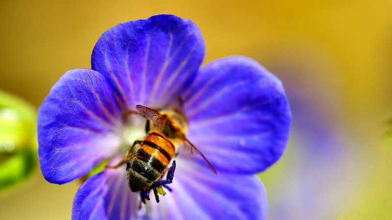 photo, photography, flower, wide screen, wildlife, beautiful, animal, floral