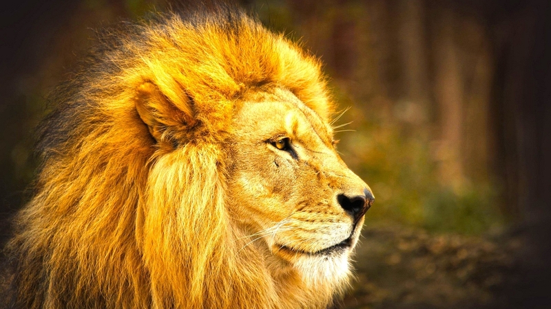 stare, cat, mane, big